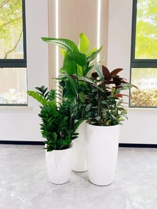 享宁波慈溪专业盆景出租，焕新您的环境！